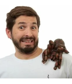 Tarantula shoulder buddy